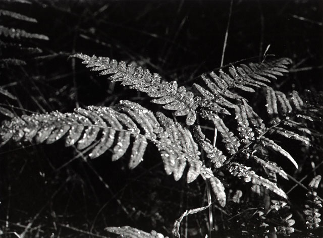 Ashes on a fern