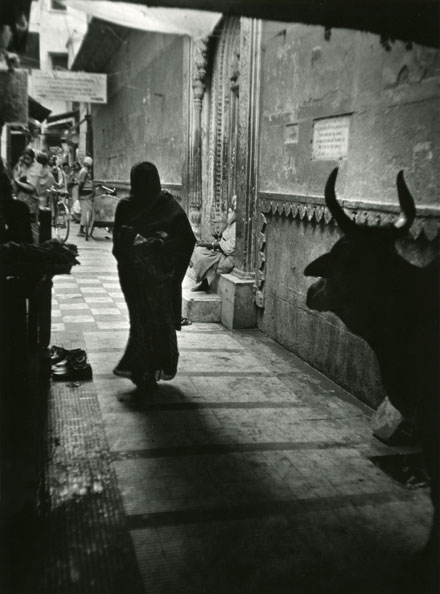 cow and woman in silhouette Varanasi India