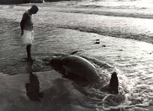 Pilgrim watching dead dolphin on the beach of Gokarna India by sunset