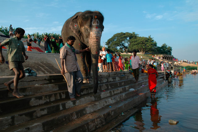 holy temple elephant in hampi going for a bath