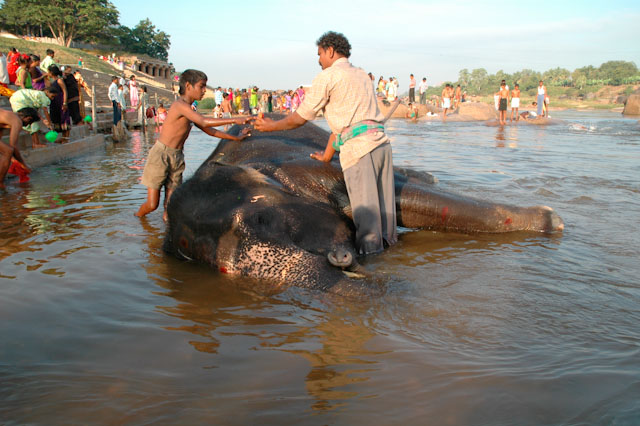 holy temple elephant in hampi going for a bath