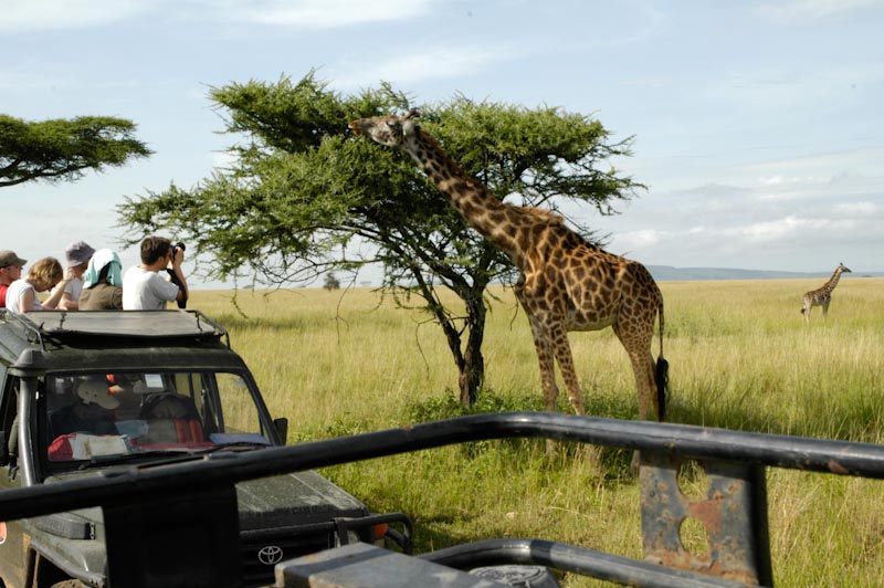 Giraffe eating with several tourists photographing from a jeep nearby