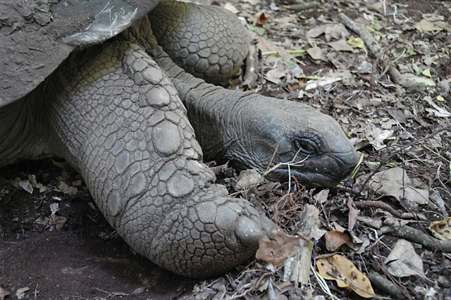 Giant tortoise Prison Island outside of Stone Town Zanzibar