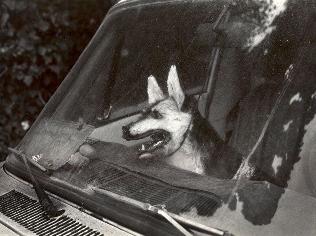 stuffed dog inside a car in Venice beach