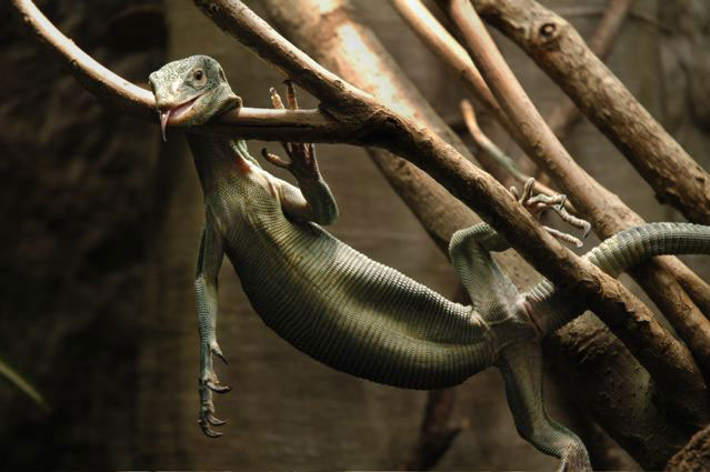 lizard relaxing and resting at Museum of Natural History New york tongue hanging out