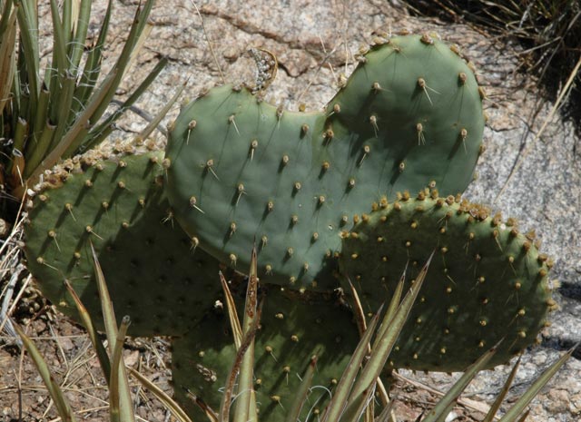 [http://www.indiaphoto.org/usa/nature/cactus_heart.jpg]