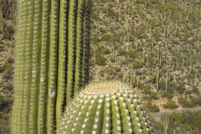 saguaro cacti close up with crown and stem. In the background lots of saguaro cactuses