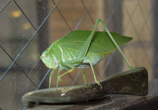 Katydid by a window, vårtbitare