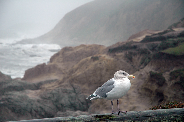 Seagull with a drop of water hanging from its beek, Bodega Bay California