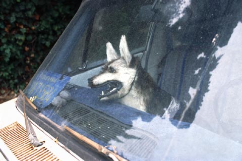 dead stuffed dog hanged in a car